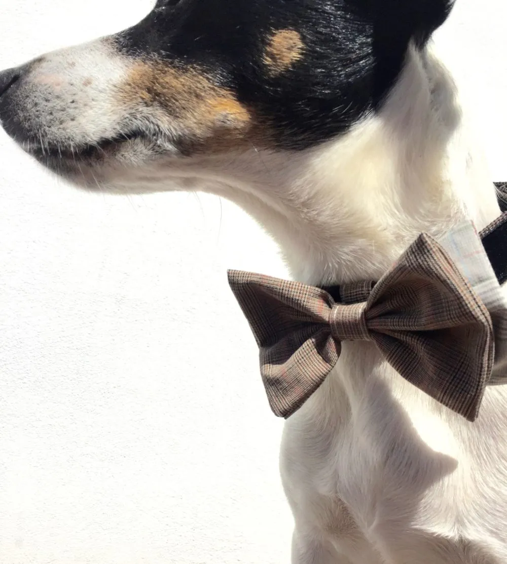 Barnaby Bow Tie Designer Dog Collar
