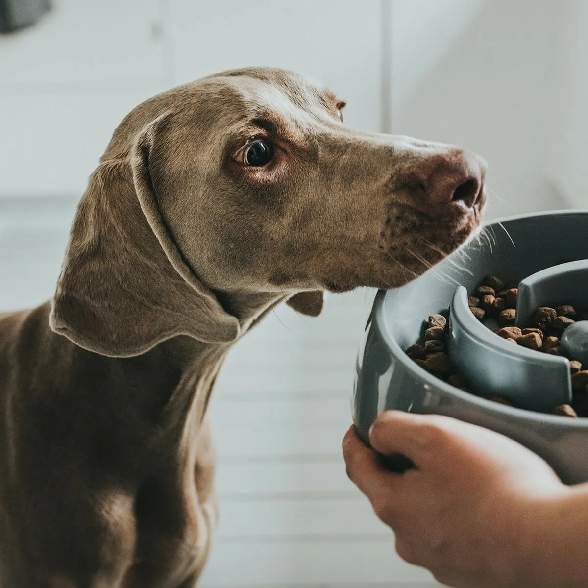 Dog Feeder by Hunter Melamin 550 Ml