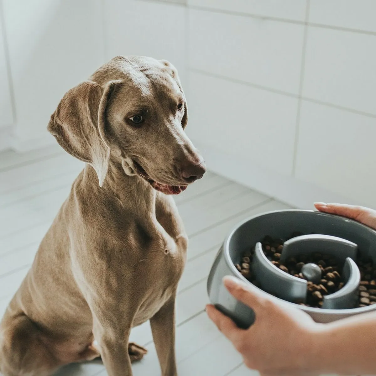 Dog Feeder by Hunter Melamin 550 Ml