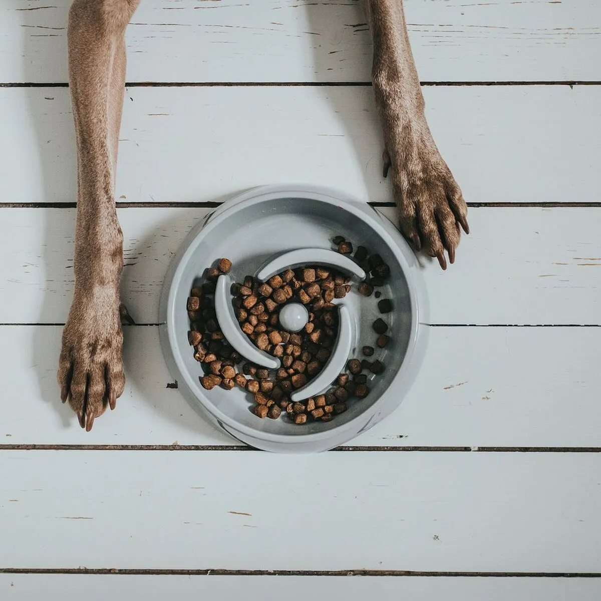 Dog Feeder by Hunter Melamin 550 Ml